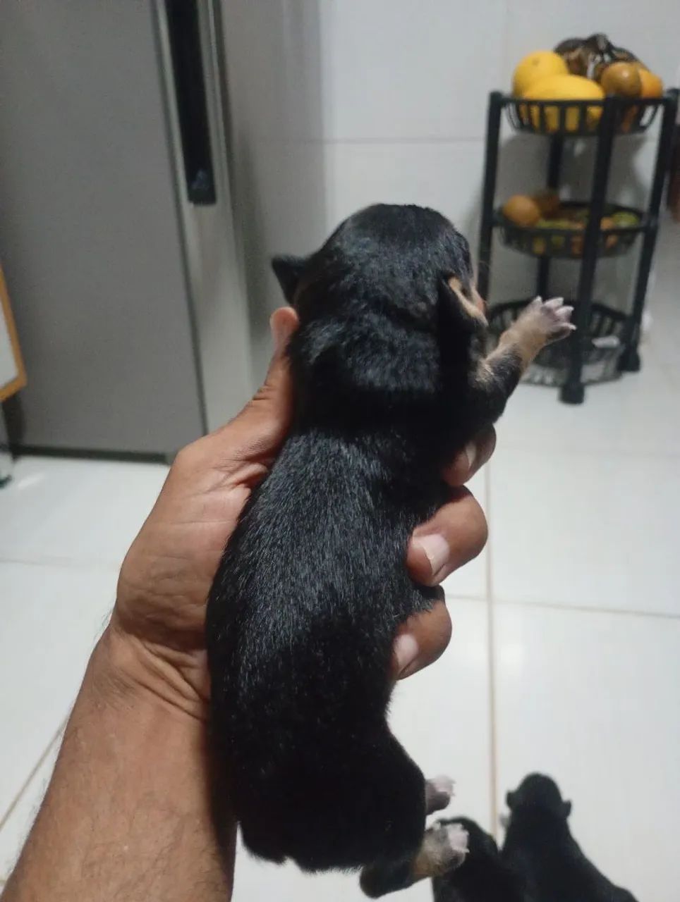 Pincher n 1  - Foto 3