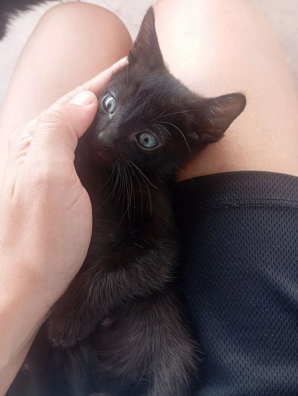 DOAÇÃO responsável de GATINHA(Sarandi-PR) - Foto 2