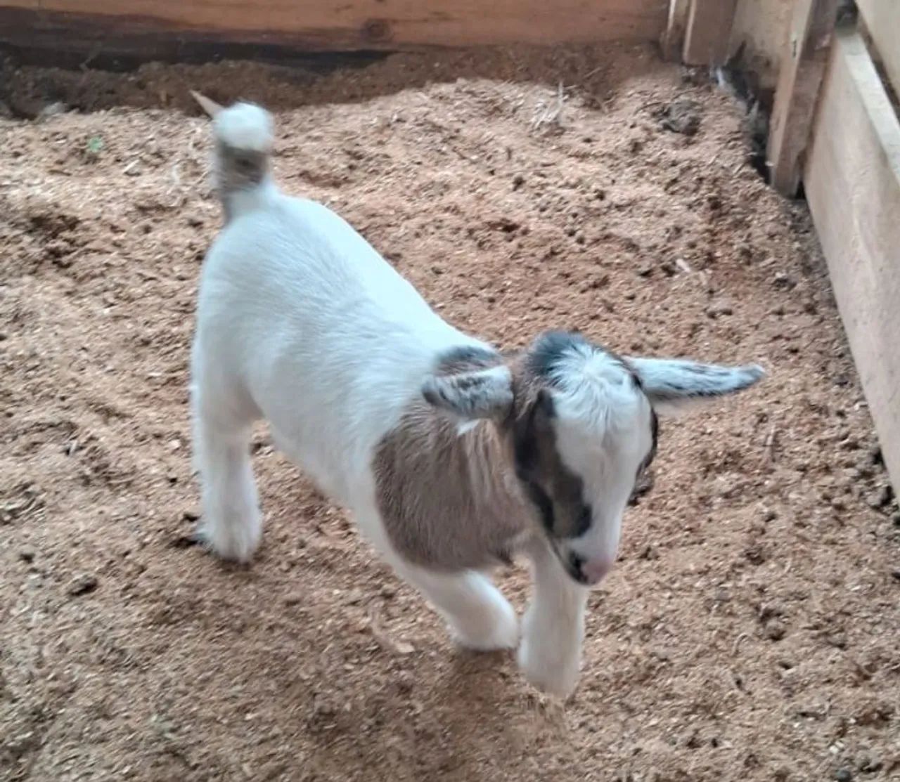 Mini Cabra PET - Foto 2