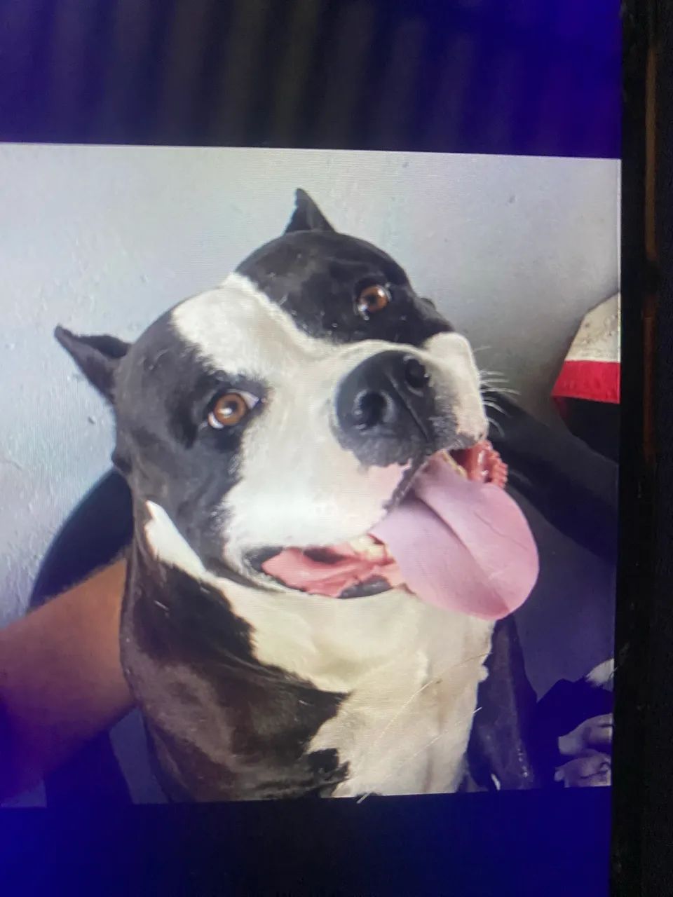 American bully