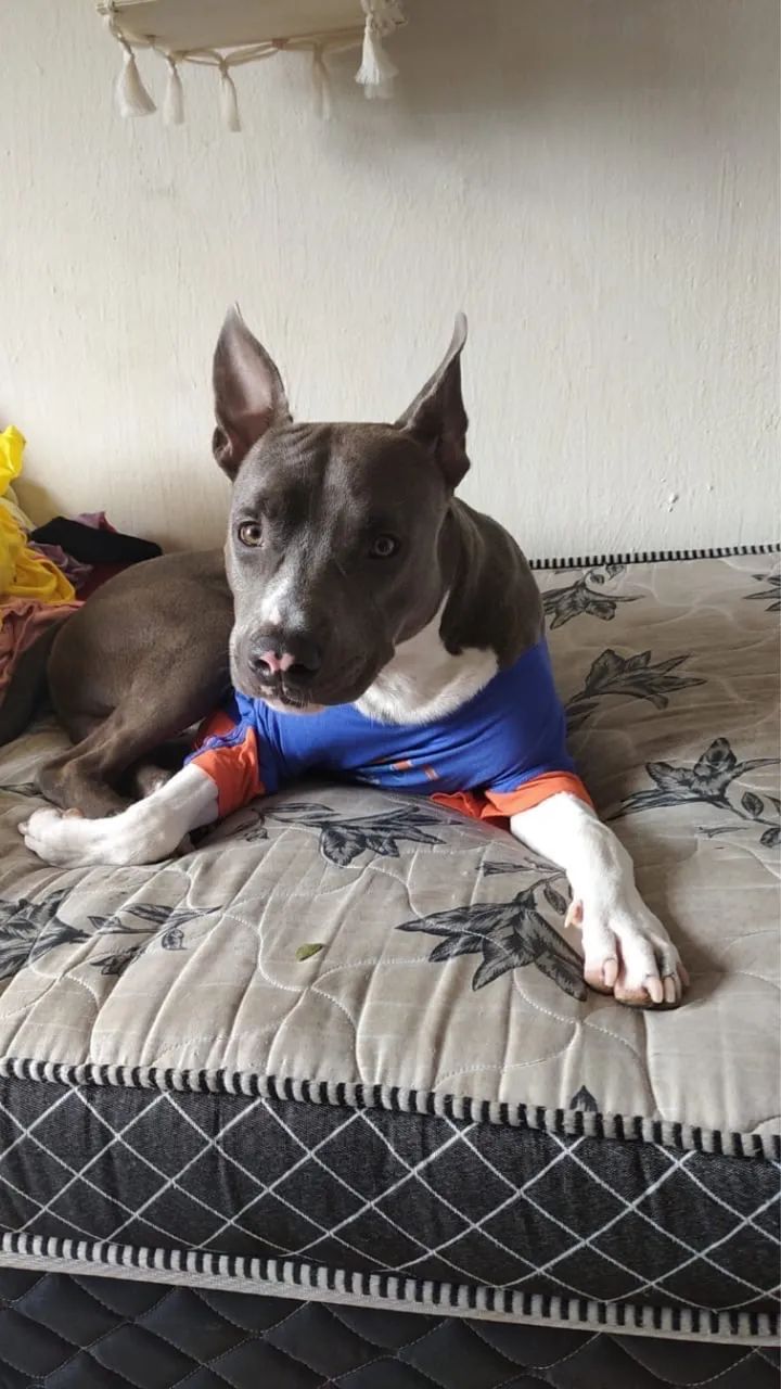 Procuro namorada pitbull - Foto 2