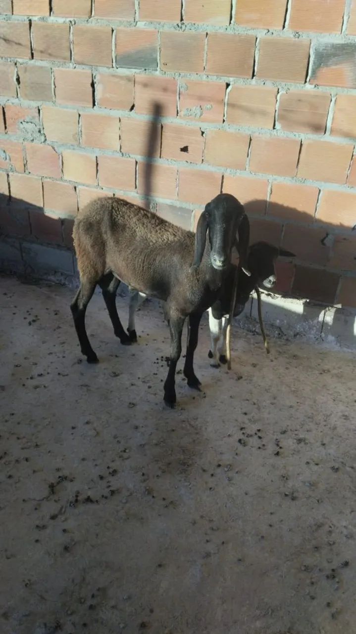 Carneiro Berganês  - Foto 4