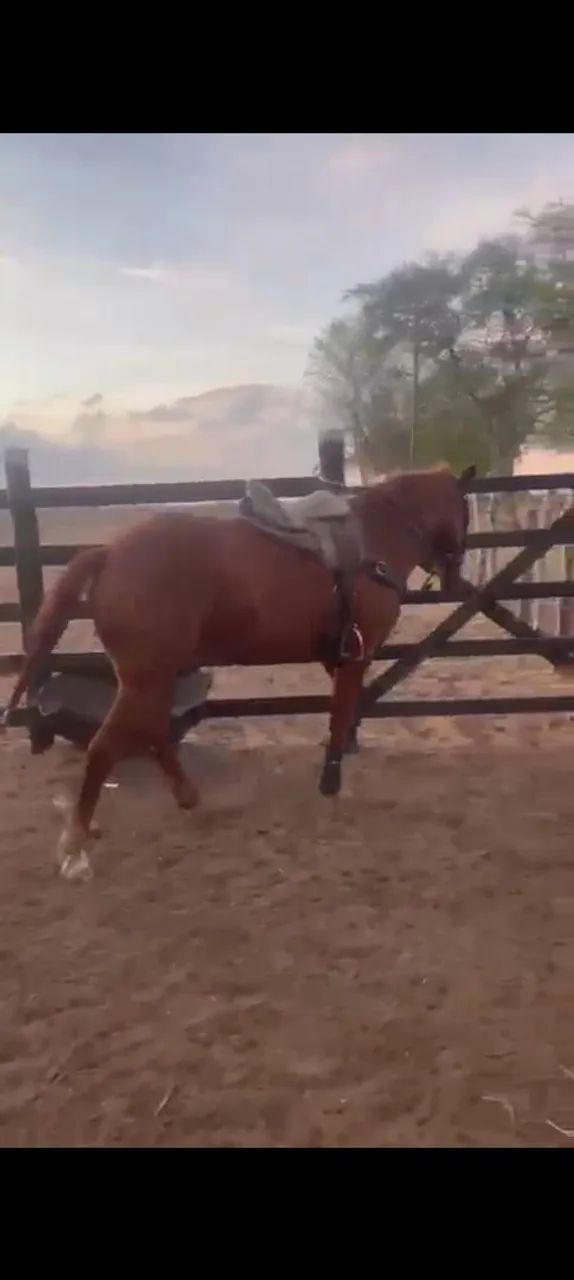 Vendo cavalo de direita pronto! - Foto 5