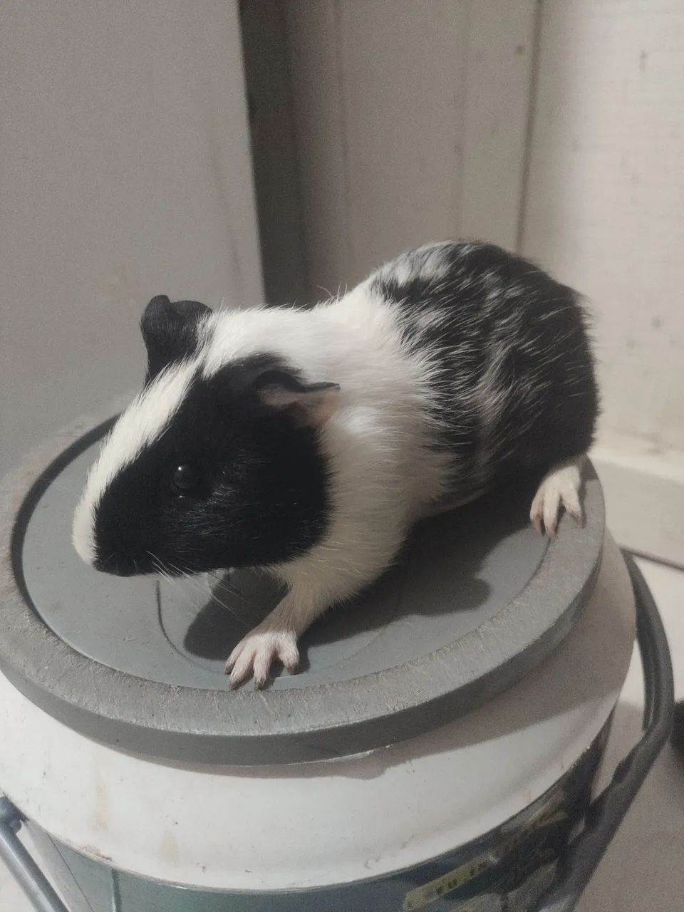 Porquinho da índia  - Foto 3