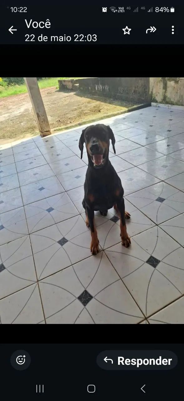  DOBERMAN EUROPEU<br> - Foto 2