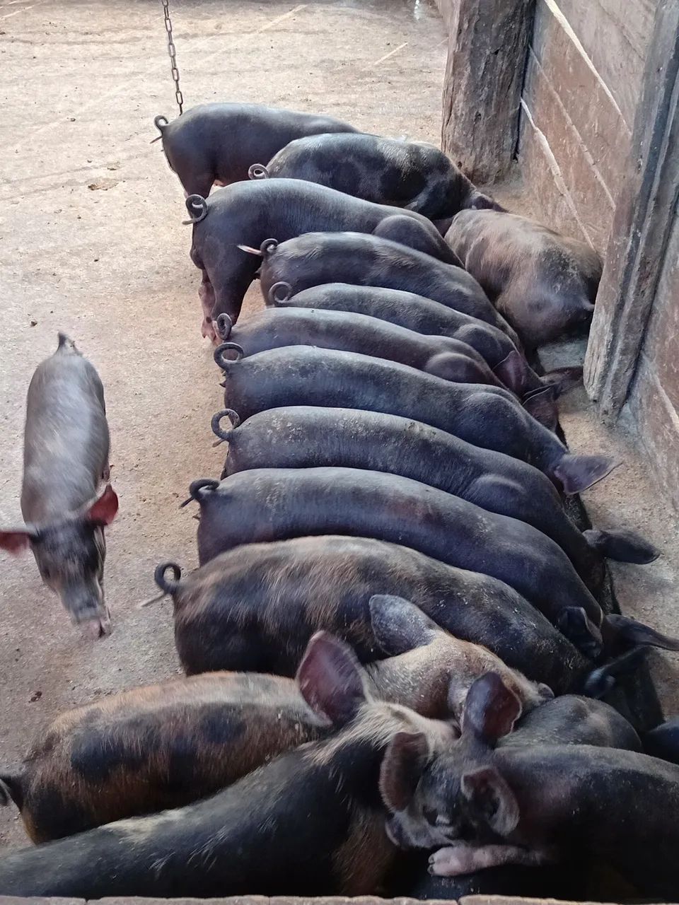 Leitegada top d+ - Foto 5