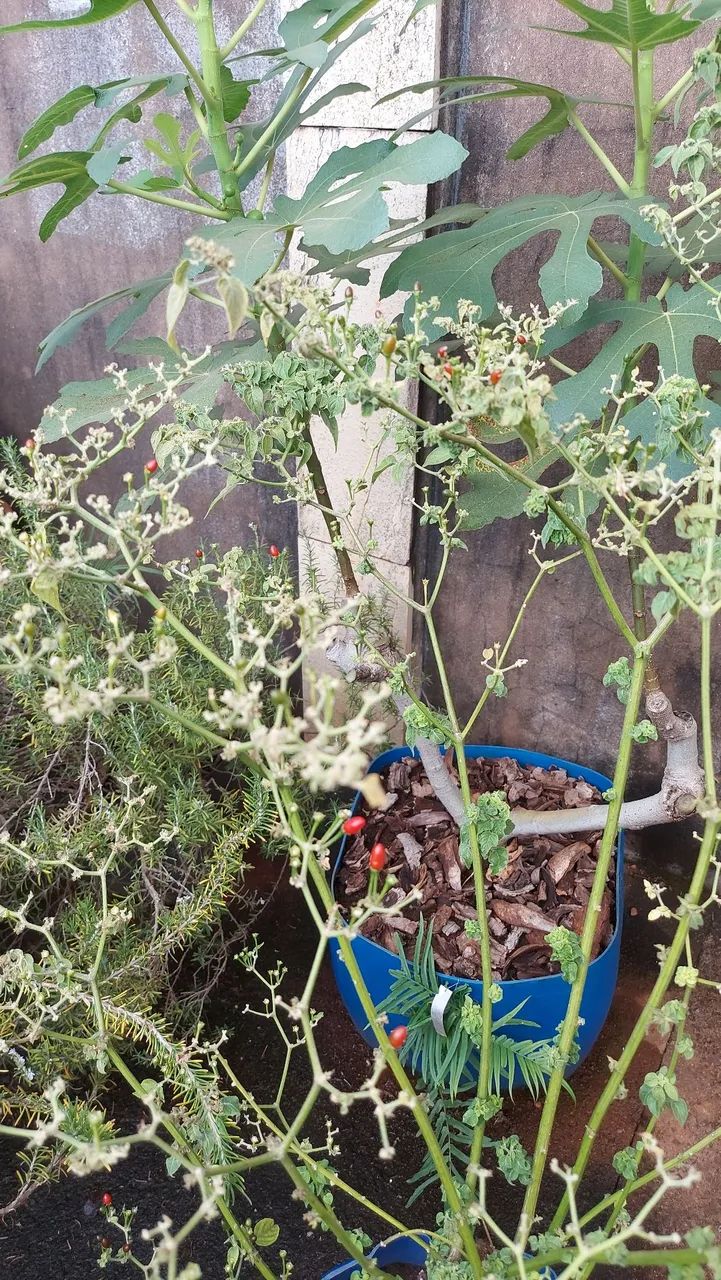Pé de Pimenta Cumari do Mato  - Foto 2
