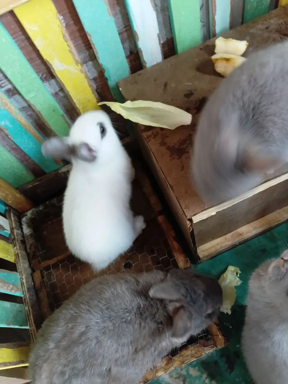 Coelhos anões adulto cinza e branco - Foto 4