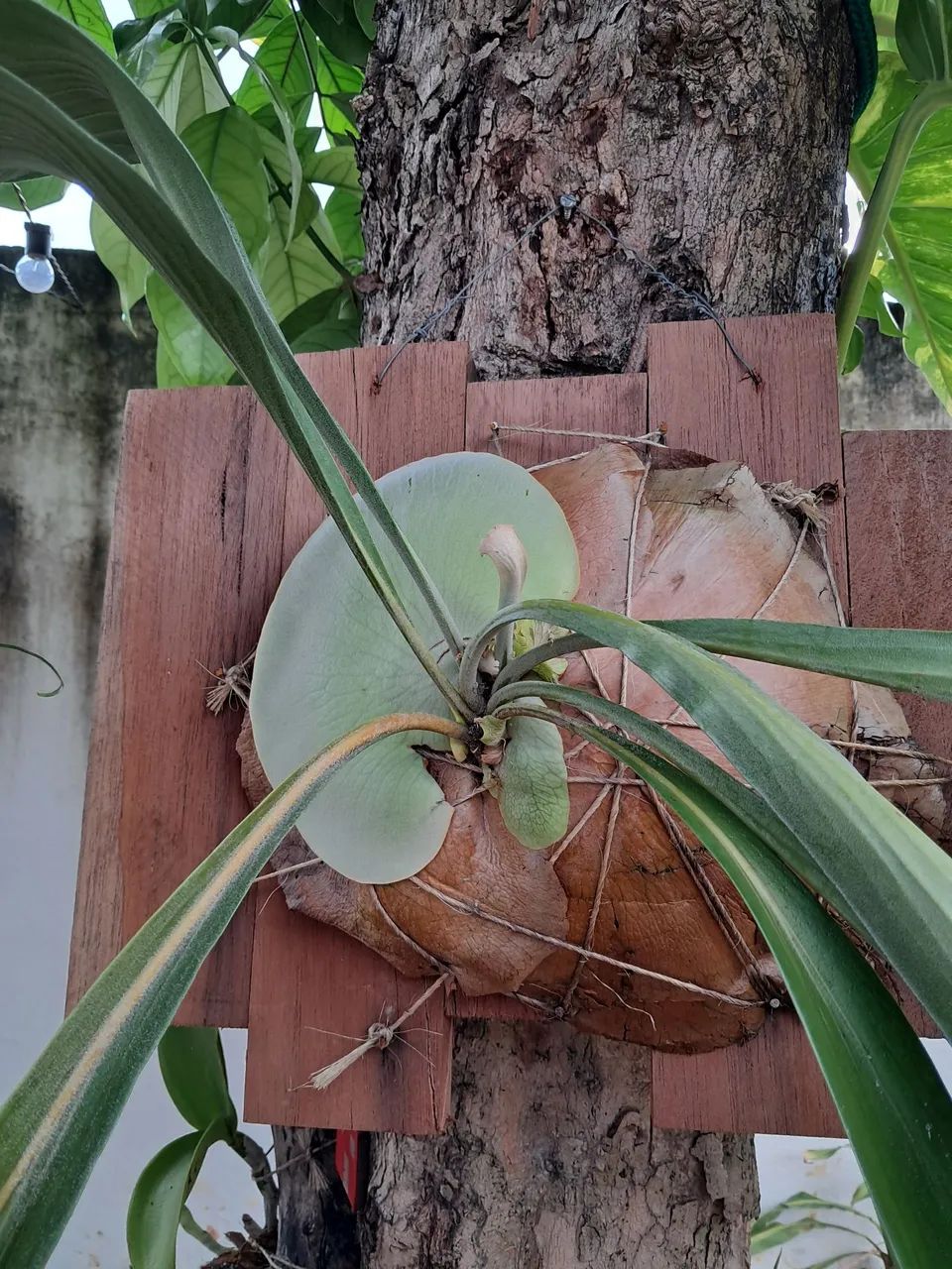 Planta  - Foto 2