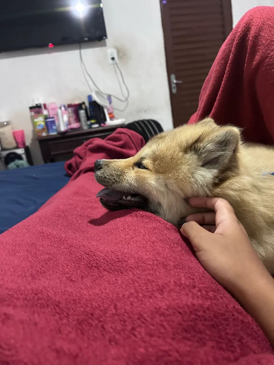 Filhote chow chow