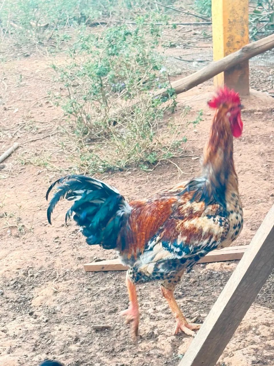 Galo - Foto 5