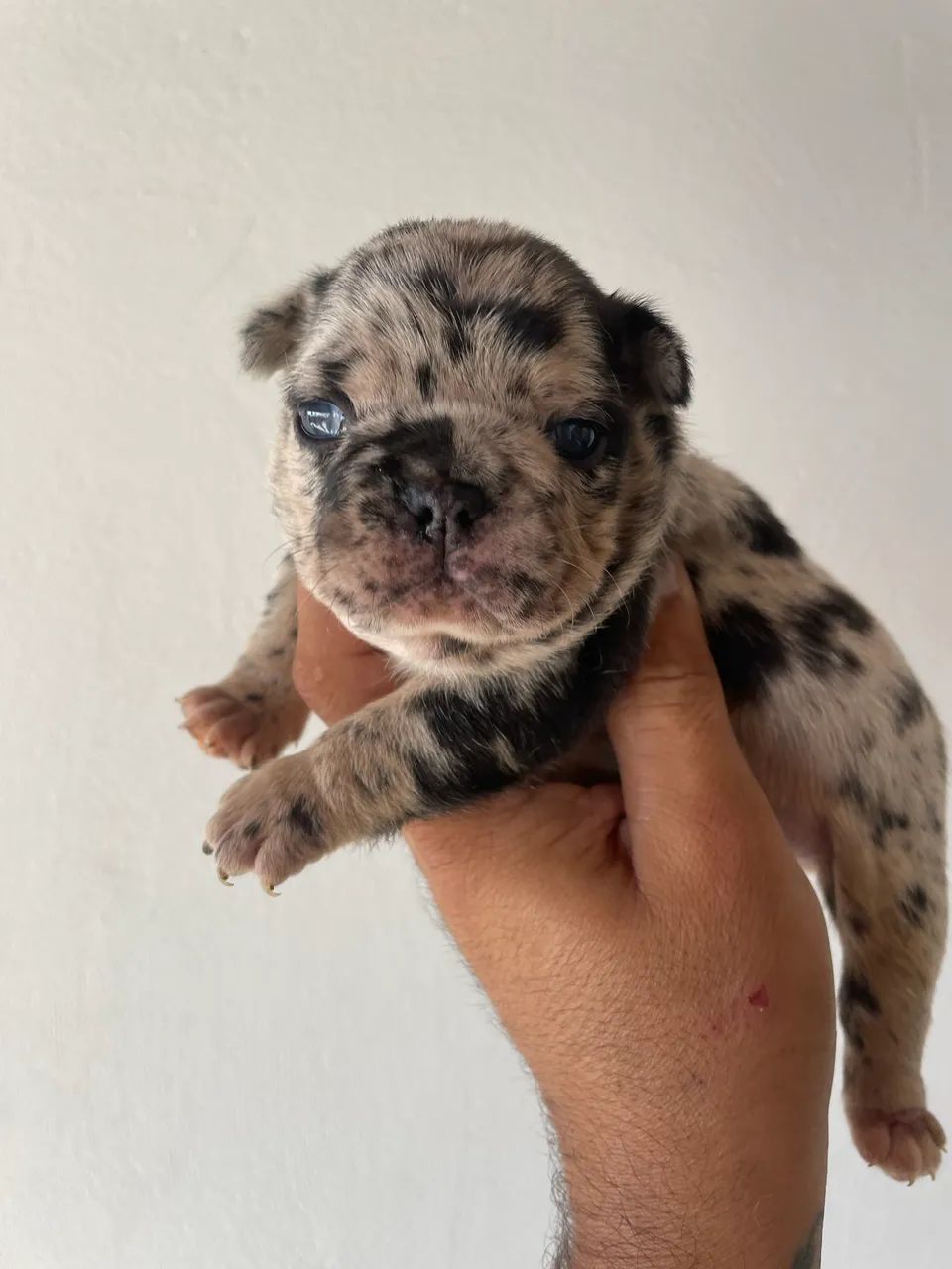 Bulldog francês 