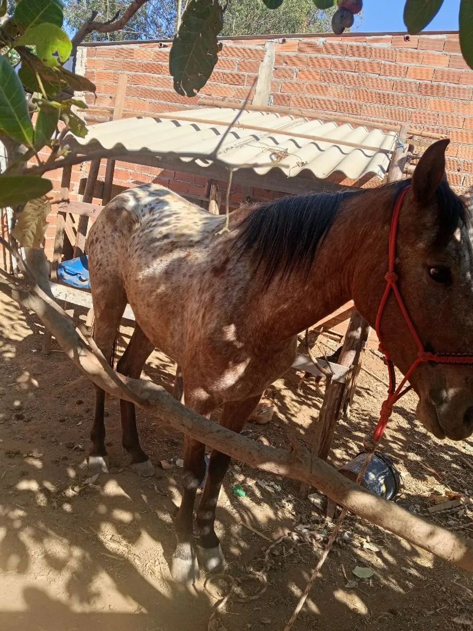 Vende se uma égua  - Foto 4