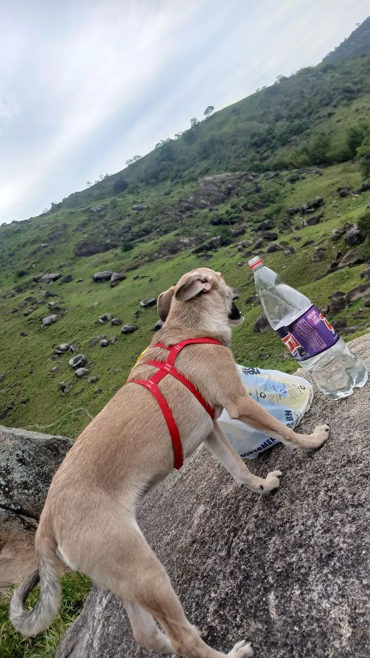 Estou doando uma linda cachorrinha  - Foto 3