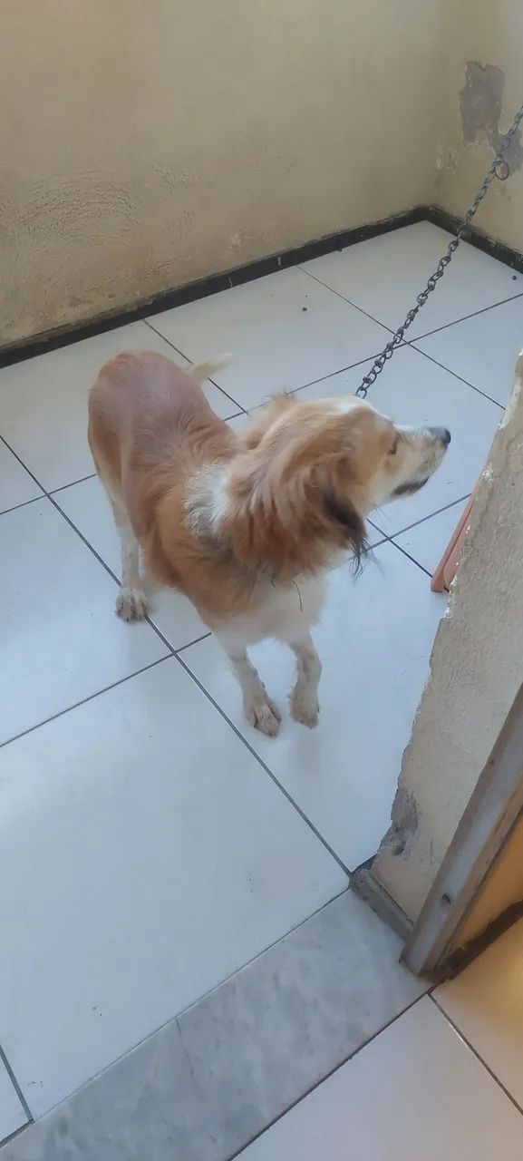 Doação Bob - Foto 2
