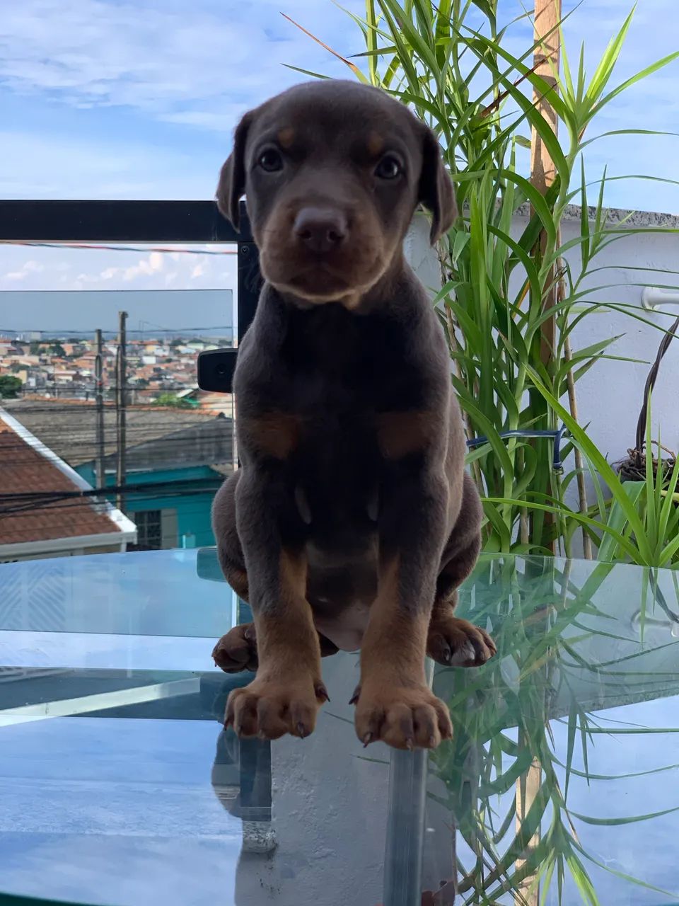 Filhote de Doberman  - Foto 2