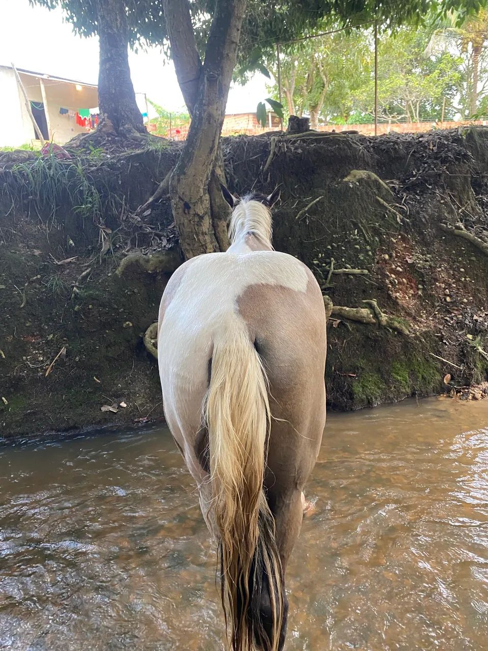 Cavalo top
