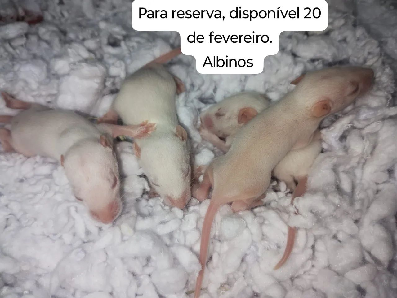 Ratos Twister para pet  - Foto 2