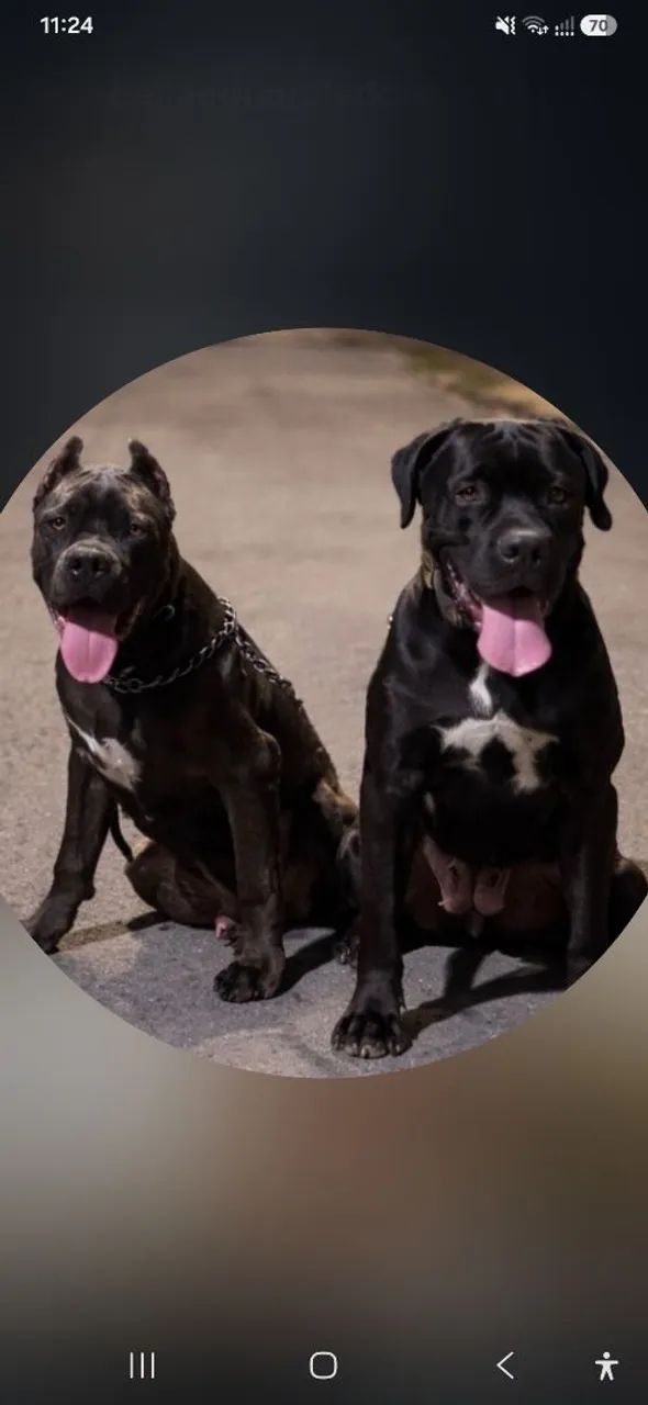 Cane corso a venda!!! - Foto 2