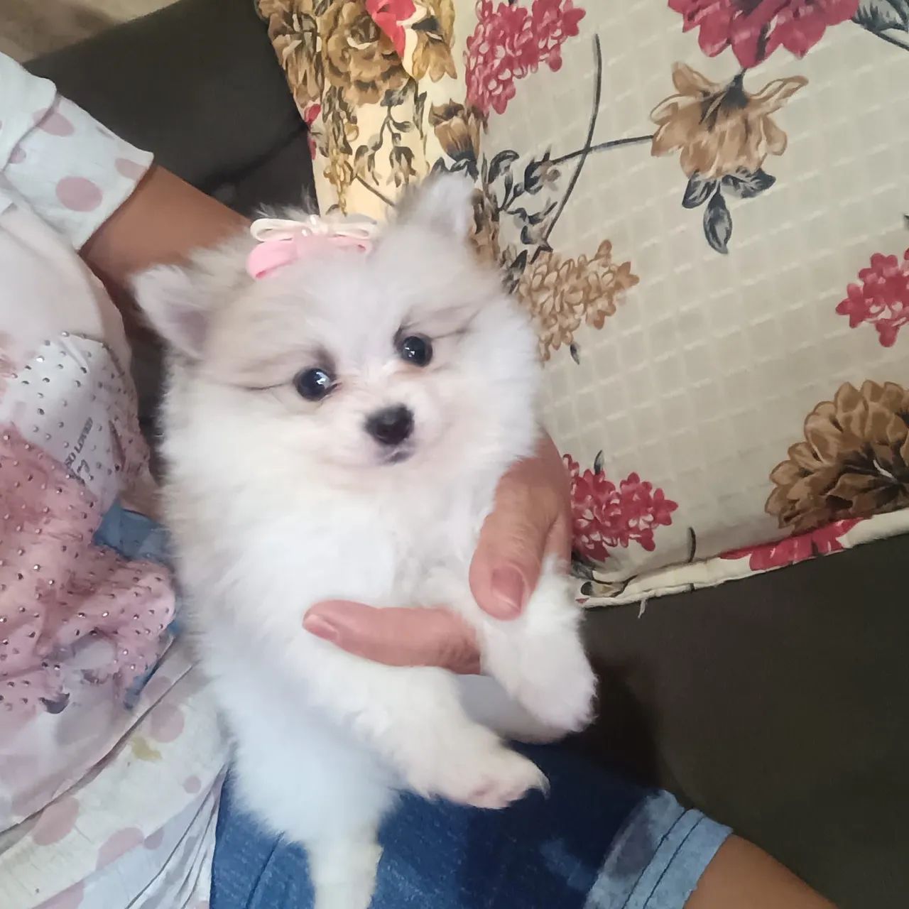 Bbs de quatro patas  - Foto 4