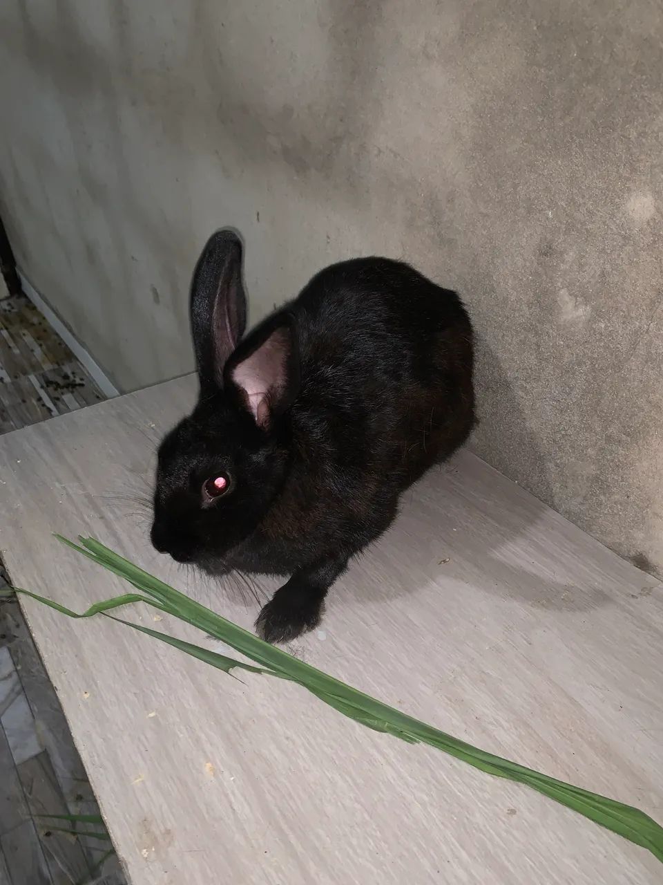 Venda de coelhos super docios e saudáveis.  - Foto 2
