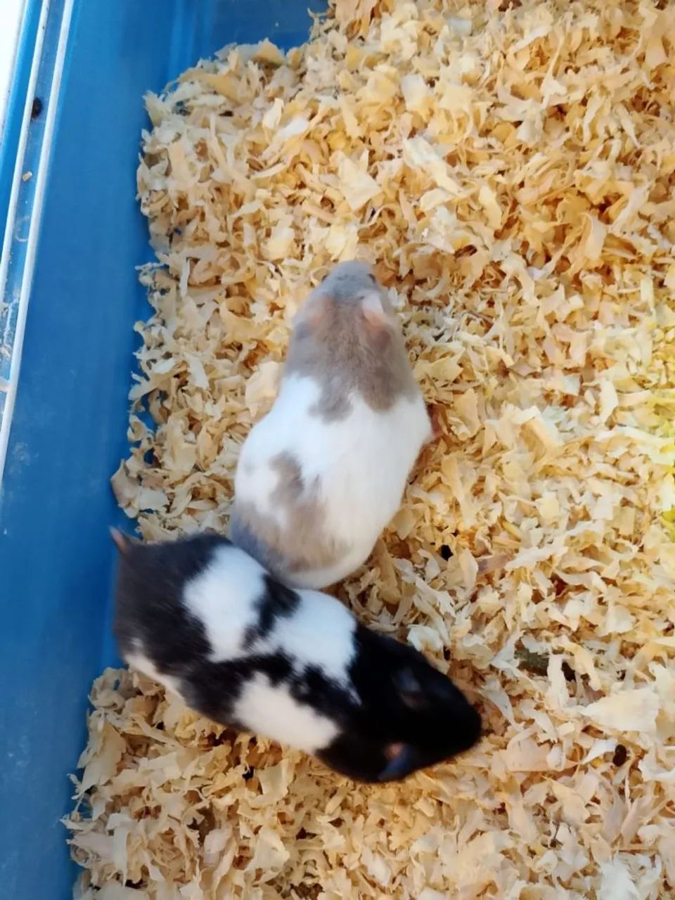 Hamster Sírio  - Foto 2