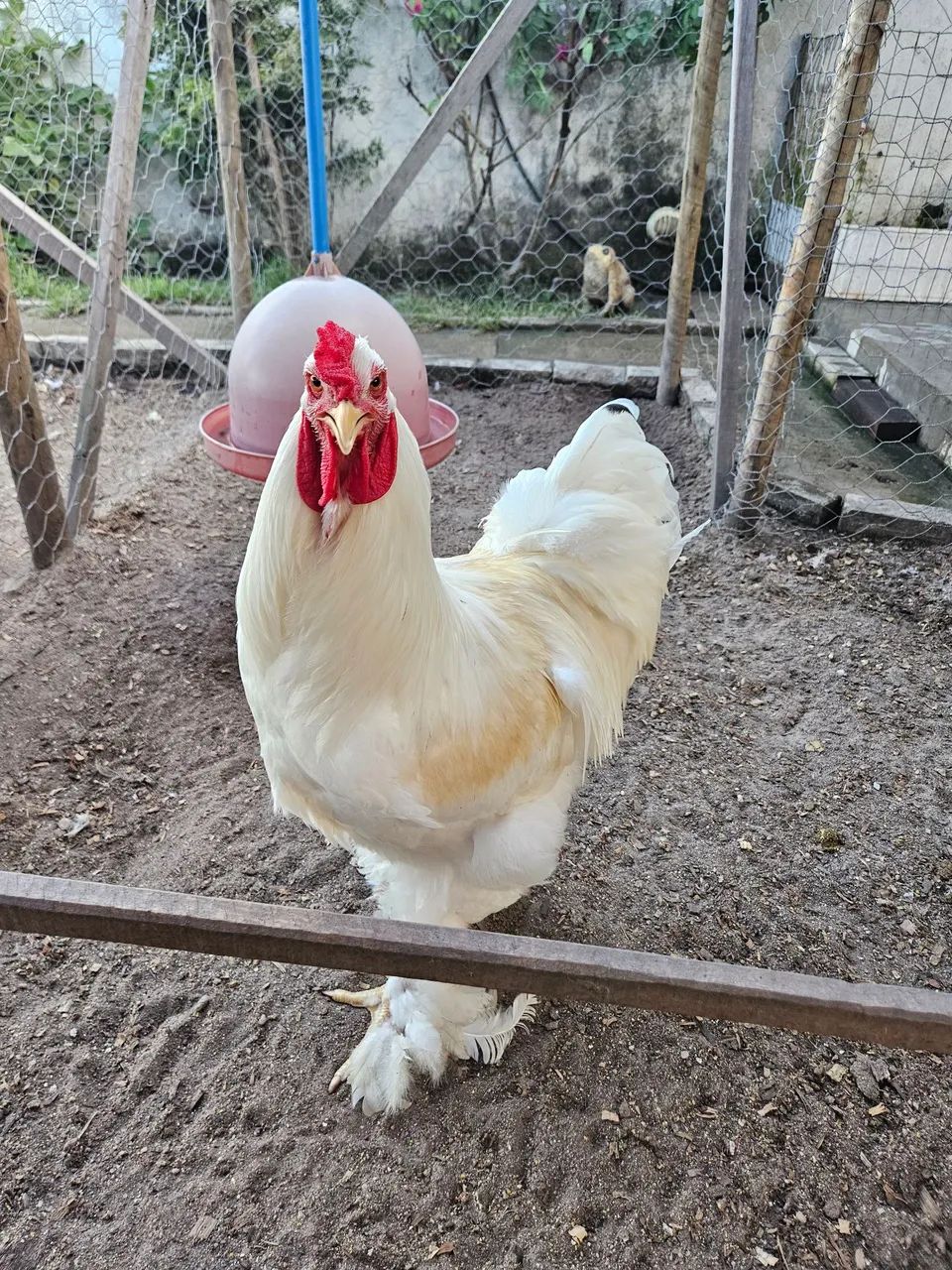 Brahma - Foto 3