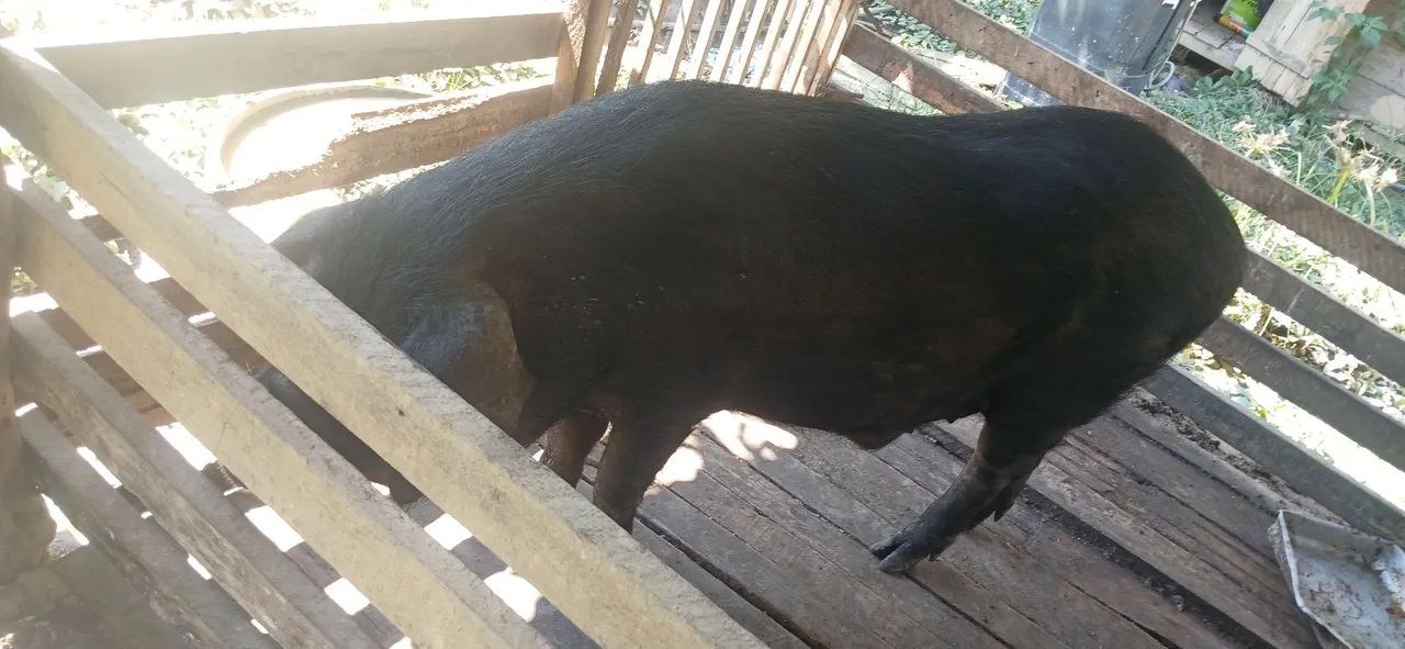 Vende-se um Porco - Foto 2