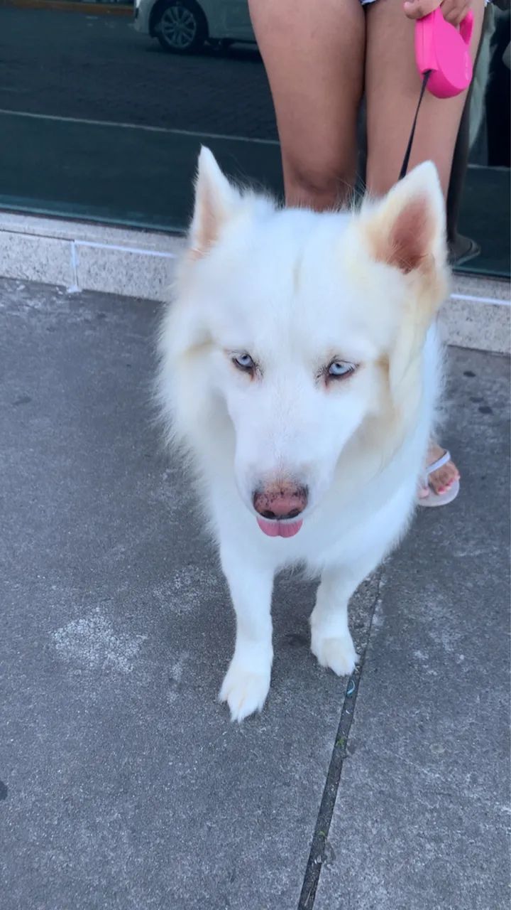 Husky siberiano fêmea a venda  - Foto 2