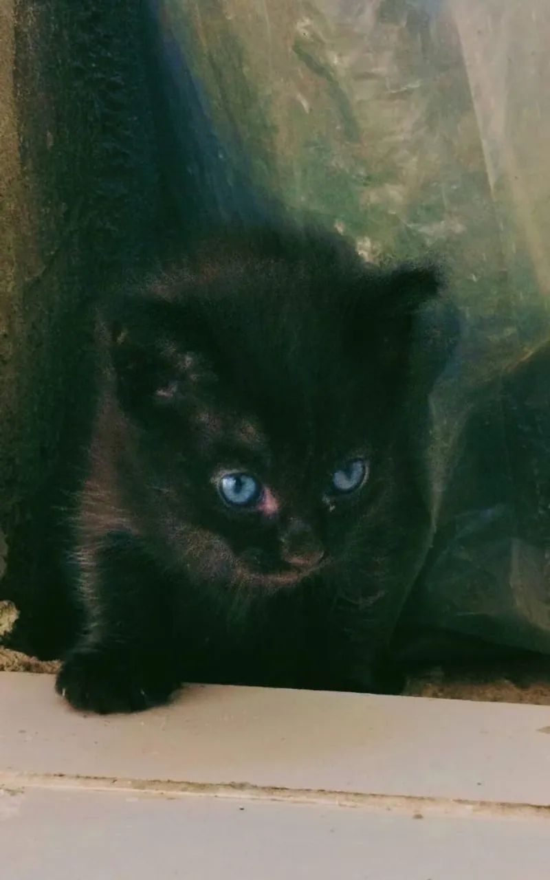 Doação de gatos - Foto 3