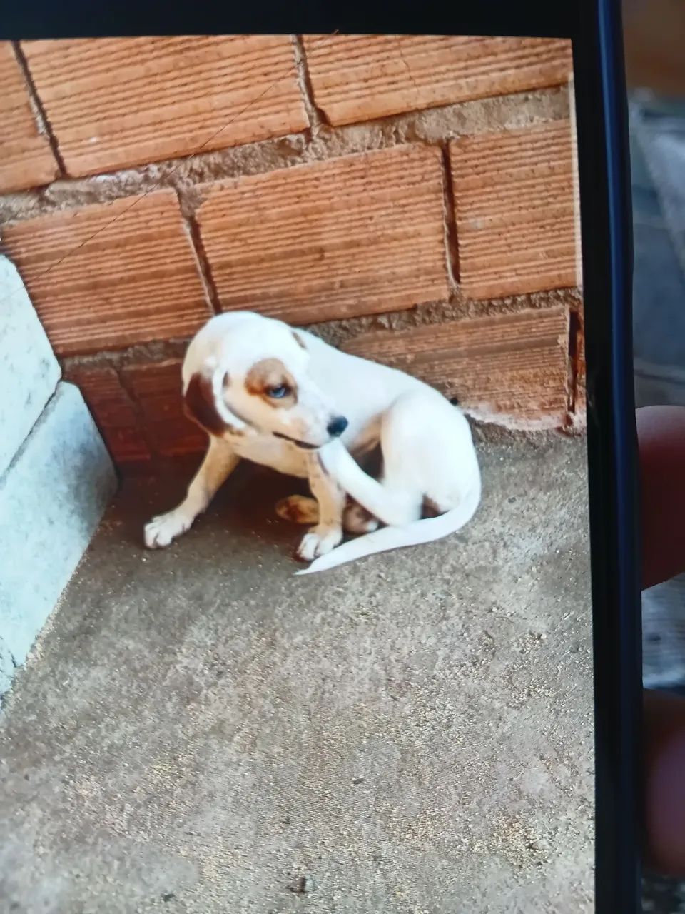 Cadela americana - Foto 2
