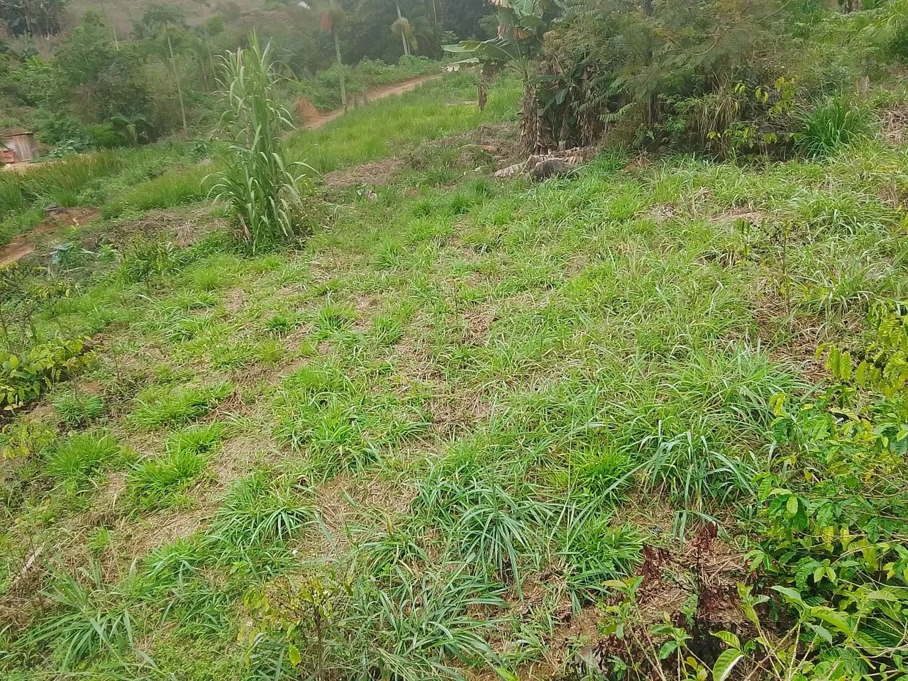 Vende-se lote de terra  - Foto 3