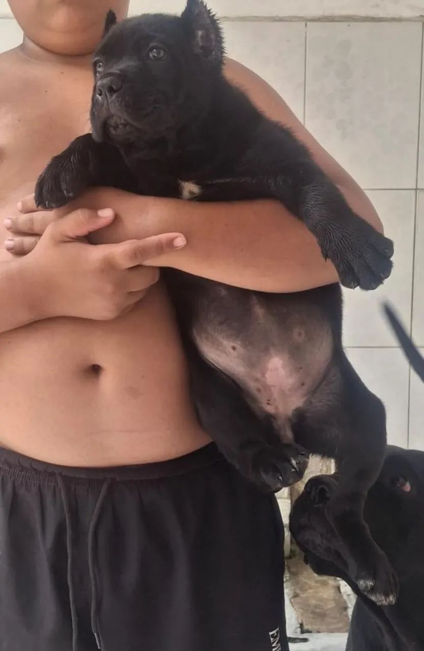 Cane corso