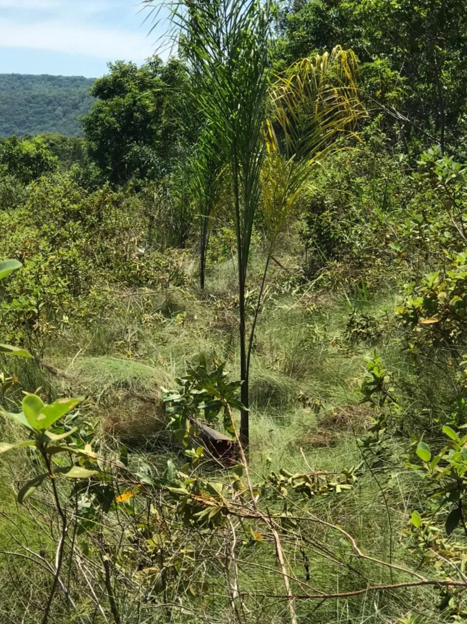 Vende-se uma chácara. - Foto 4