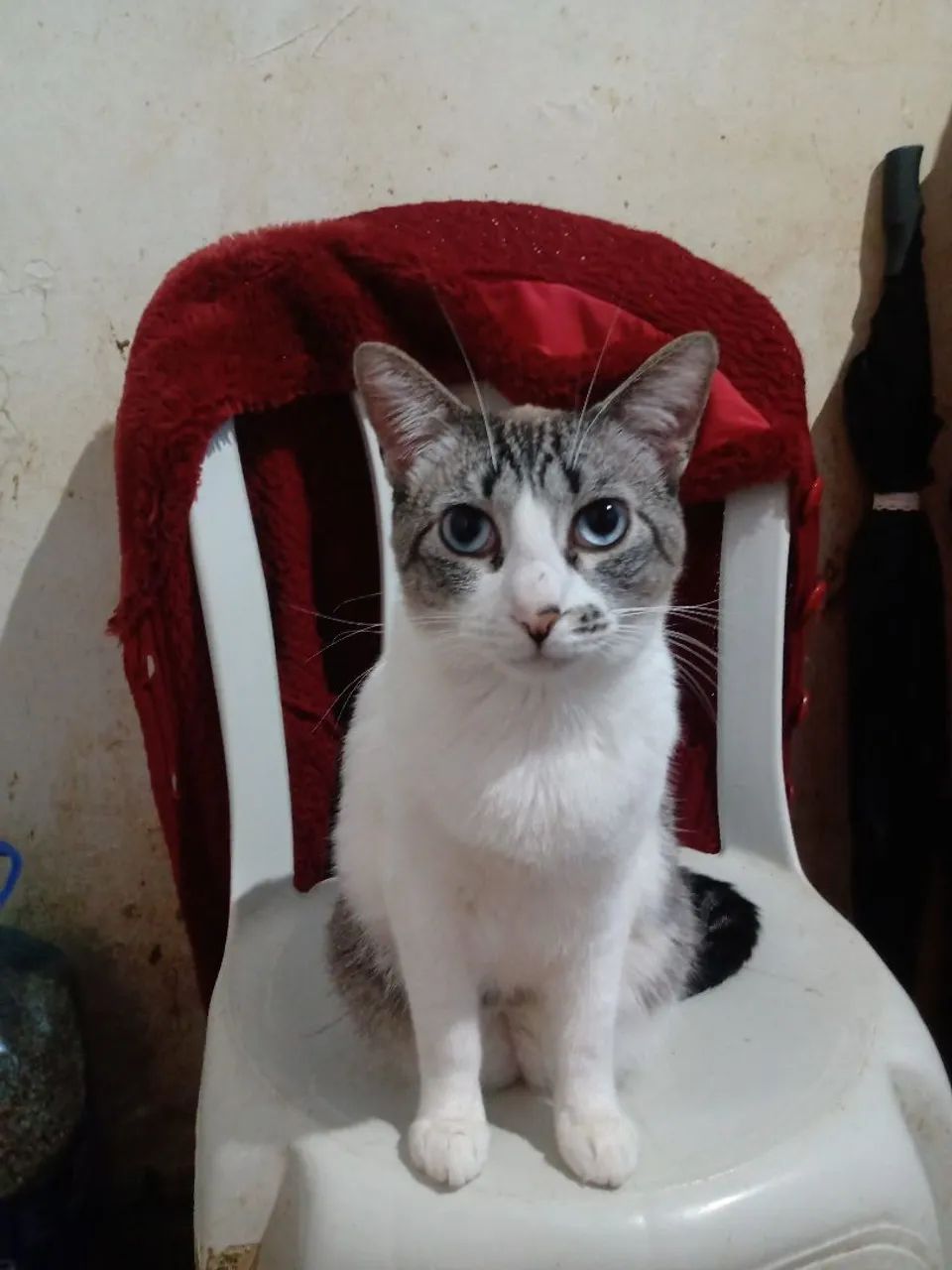 Kàssia para adoção responsàvel