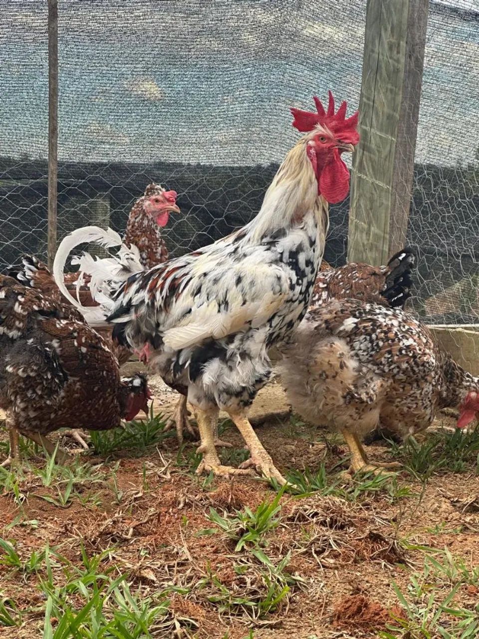 Ovos férteis Galinha Balão  - Foto 2