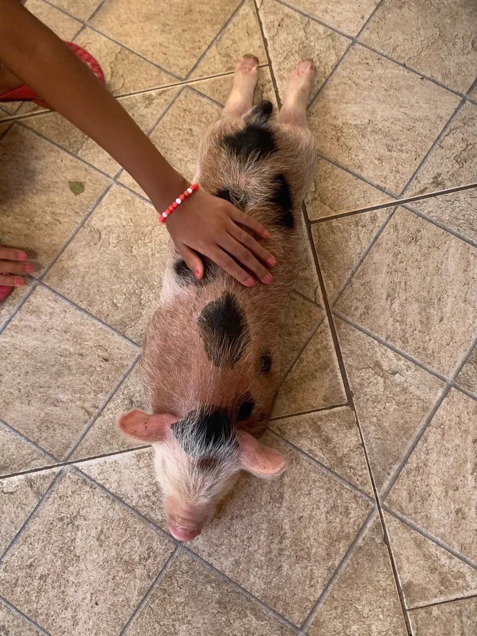 Mini pig macho castrado e vacinado  - Foto 2