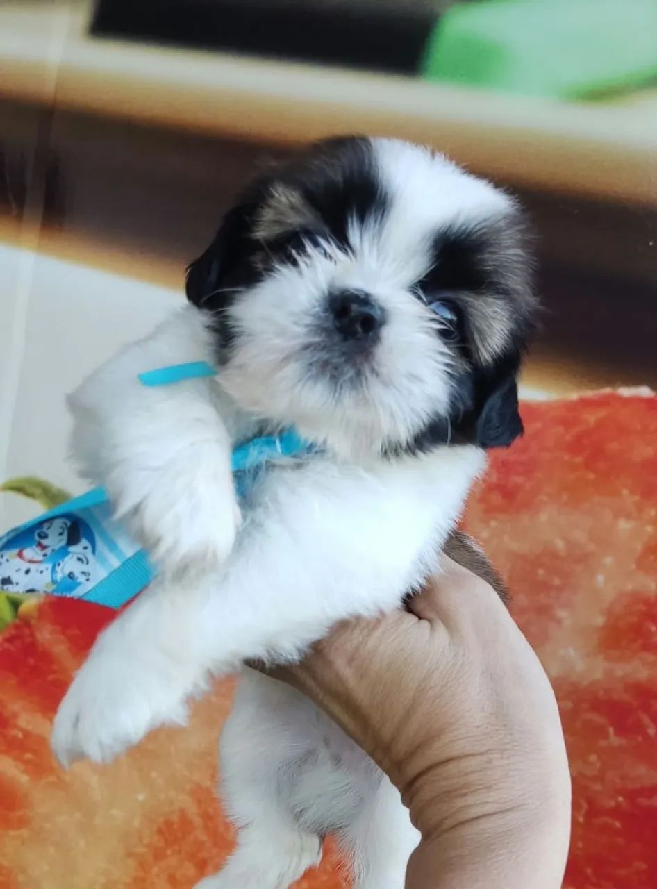 Vendo Shitzu macho ? - Foto 3