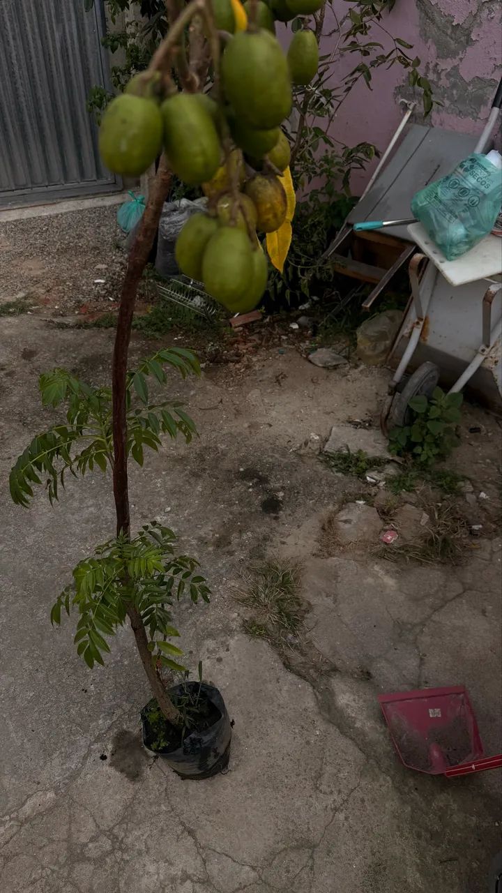 Mudas frutíferas enxertadas produzindo  - Foto 2