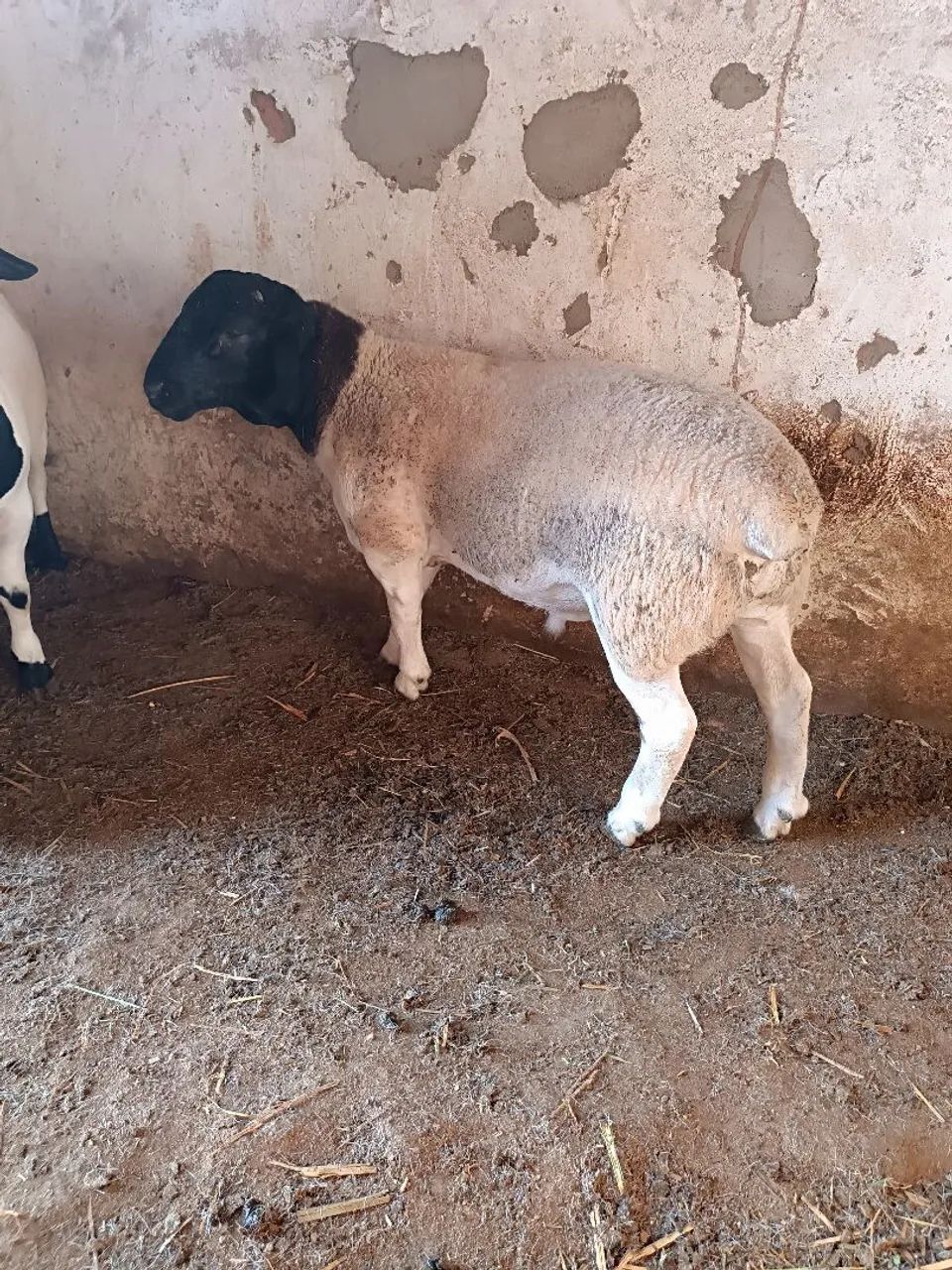 Borrego Dorper  - Foto 2