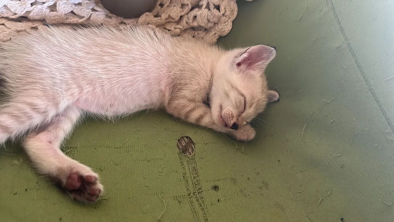 Doa se gatinhos  - Foto 2