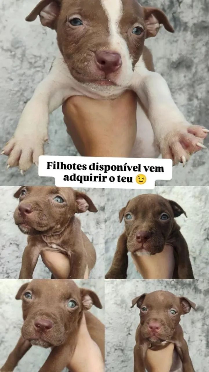 Filhotes de pit bull