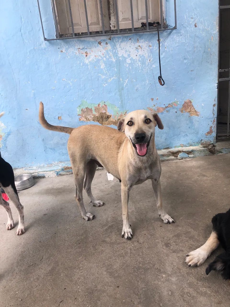 Adoção cadela castrada - Foto 4