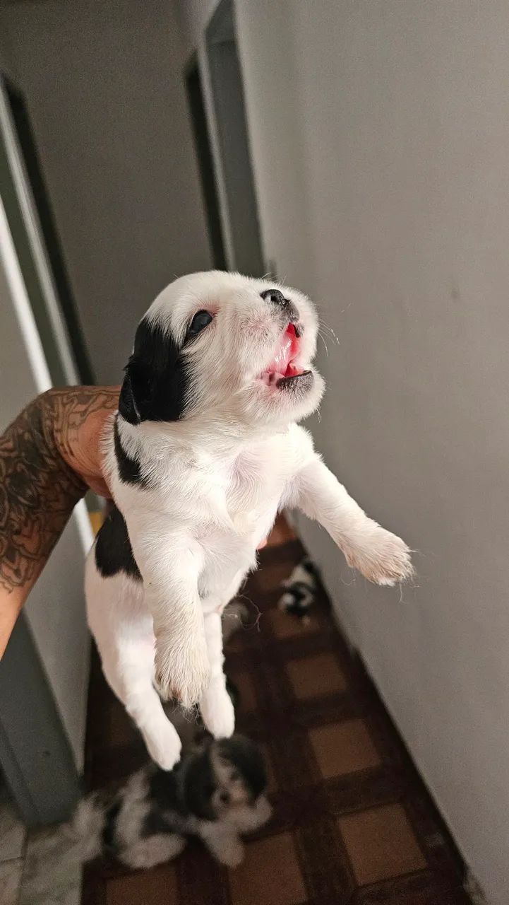 FILHOTE DE SHIHTZU  - Foto 5