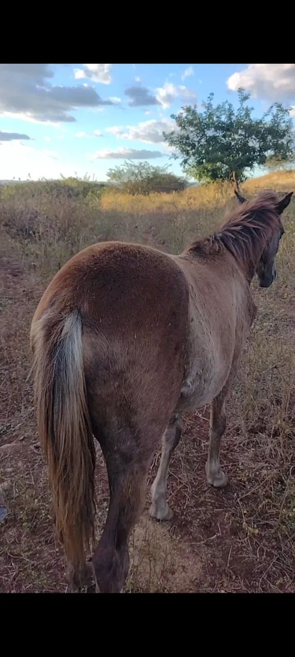 Cavalo - Foto 4