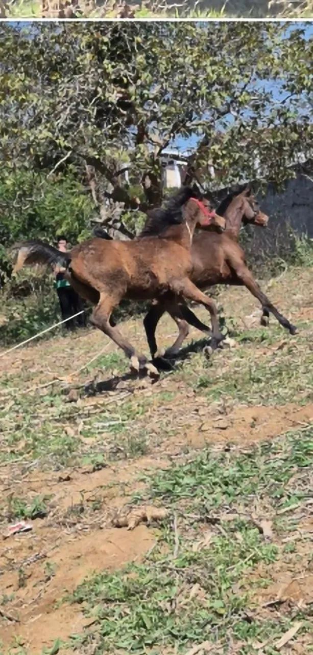Vendo 2 potros um de 9  e um de 10 meses  - Foto 3