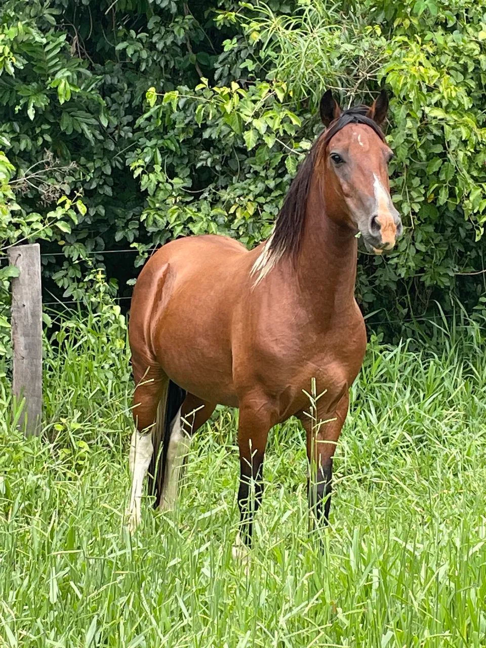 Cavalo QM novo e domado 