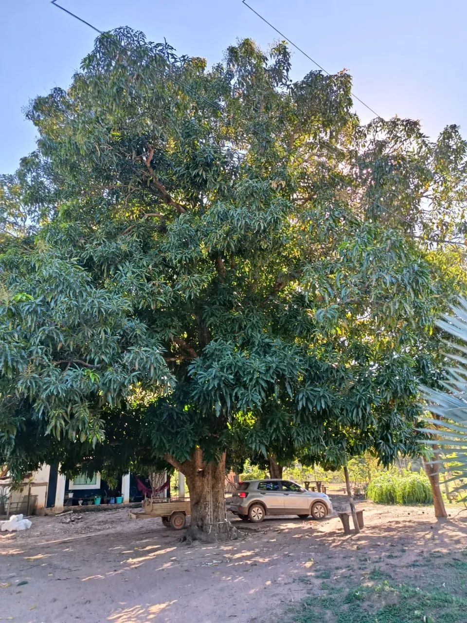 SÍTIO 15 HECT / HORTALIÇAS / ARVORES FRUTÍFERAS  - Foto 4
