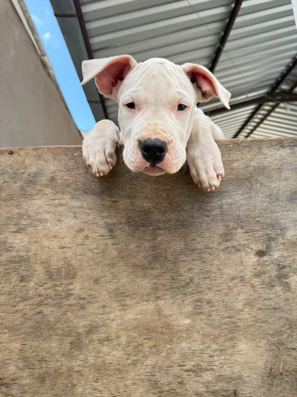 Dogo Argentino  - Foto 5