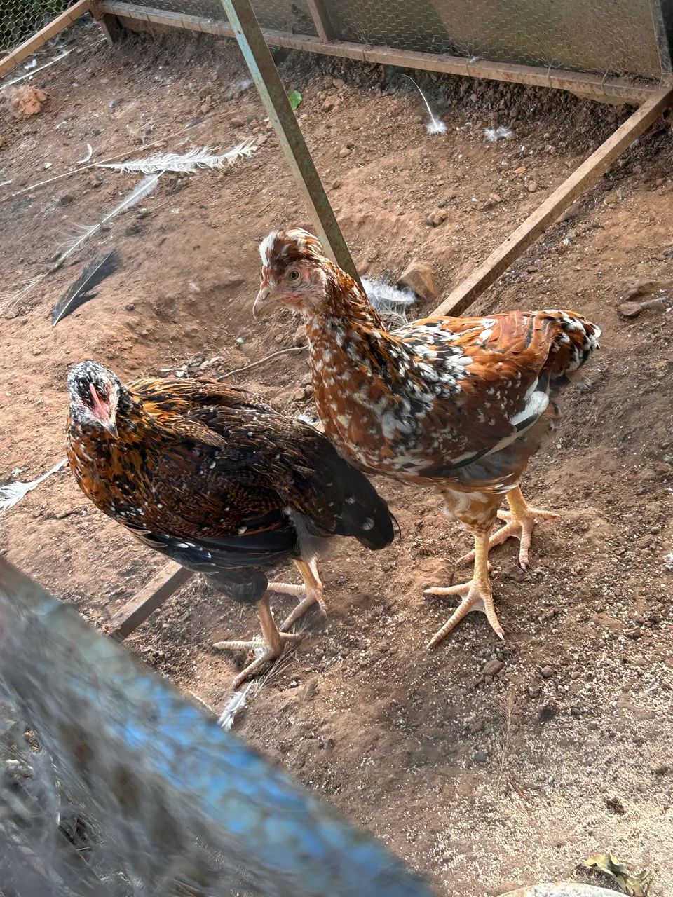 Galinha GSB balão sertaneja da Bahia